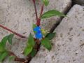 Commelina communis